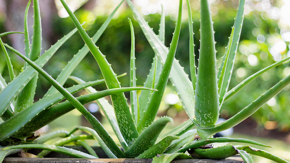 Aloe: la pianta dalle mille proprietà