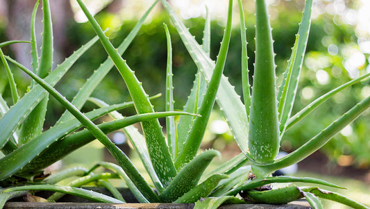 Aloe: la pianta dalle mille proprietà