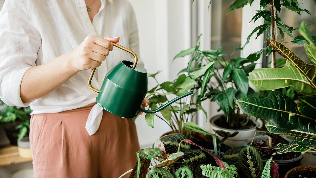 Annaffiare: 6 consigli pratici per piante sempre idratate